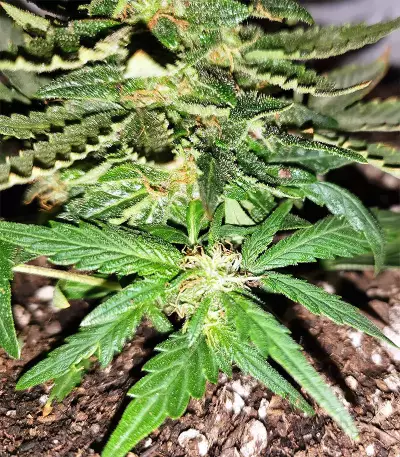 Gorilla Auto (GG#4 Original Glue Auto) (Expert Seeds)