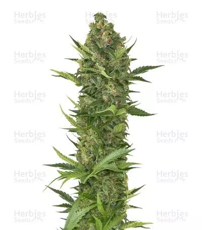 Guys Girl Scout Cookie Glue Auto (GGG1 Auto) feminized seeds