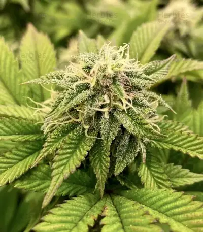 Kyle’s Sweet Island Seeds