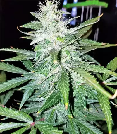 Larry OG Kush Seeds