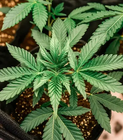 Lemon Orange Seeds