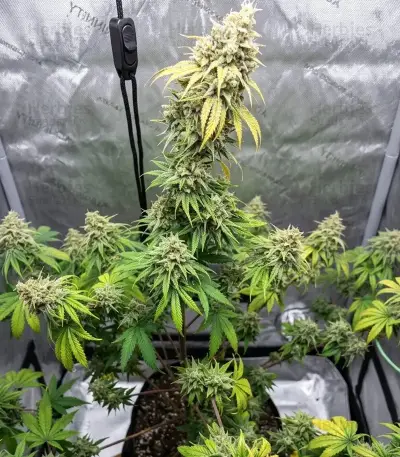 Nikki & Swami’s Lemon OG Seeds