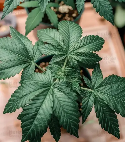Nori Cake Seeds
