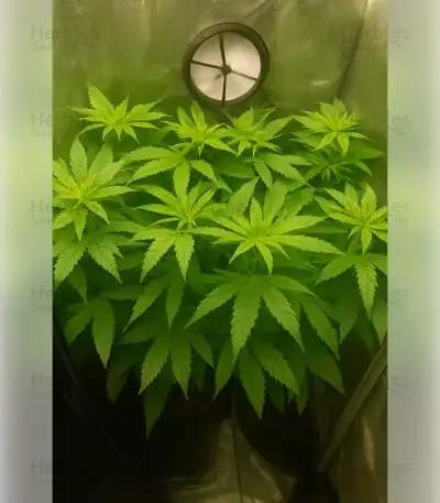 Northern Light Automatic Seeds (RQS)