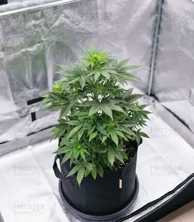 Graines féminisées de NYC Sour D Auto (Tyson S) (Royal Queen Seeds)