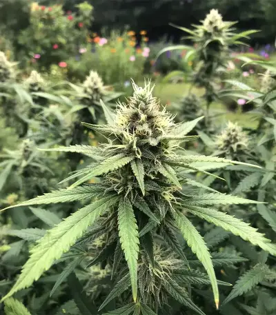 OG Critical (Emerald Triangle Seeds)