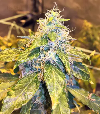 Pure Kush Seeds (Original Sensible Seeds)