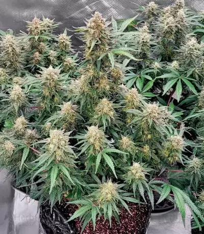 Semillas Feminizadas Skywalker Autoflower (Seedkeepers)