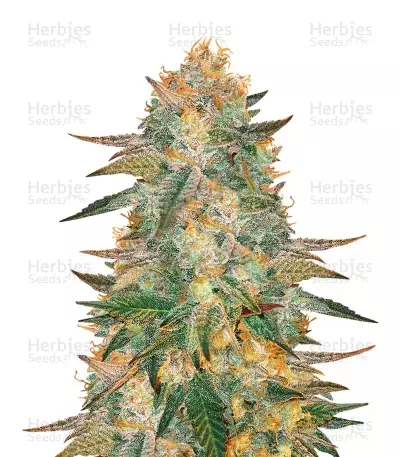 Smurfberry Auto (Sagarmatha Seeds)