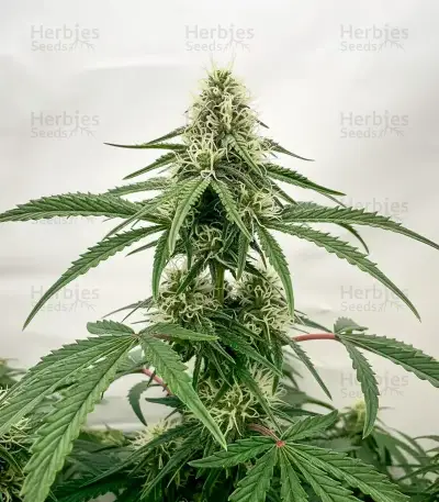 Sugarlato Auto Seeds