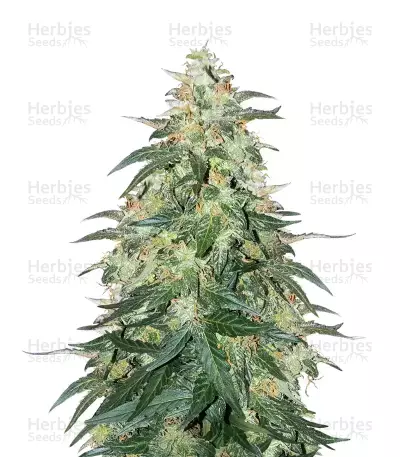 Sweet CBD Auto feminized seeds