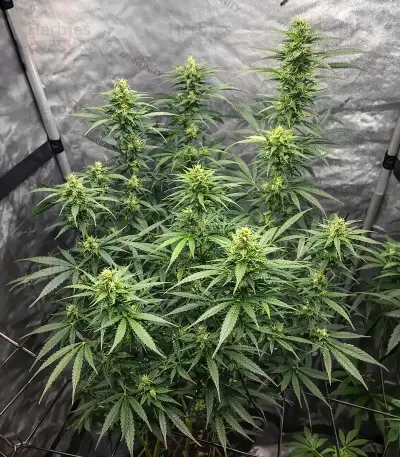 Tangerine Dream Auto Seeds
