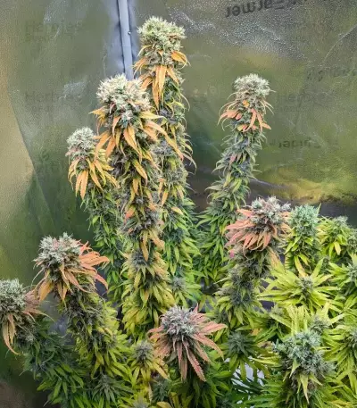 White Gold Feminized seeds