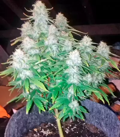 Graines de cannabis Wonder Woman regular (Nirvana Seeds)