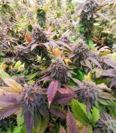 White Rhino (Herbies Seeds)