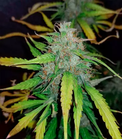 Amnesia Haze Autoflower (Herbies Seeds)