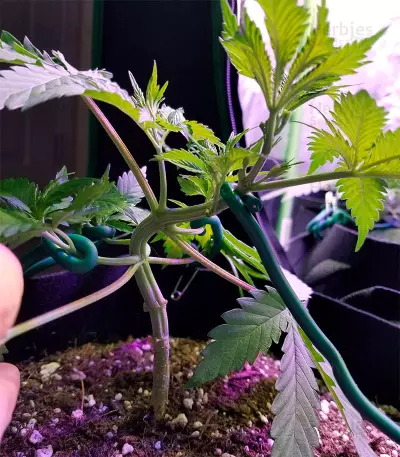 Orange Bud (Herbies Seeds)