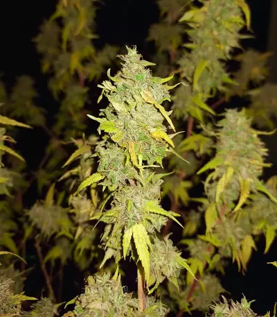Chemdog Fast Version (Herbies Seeds)