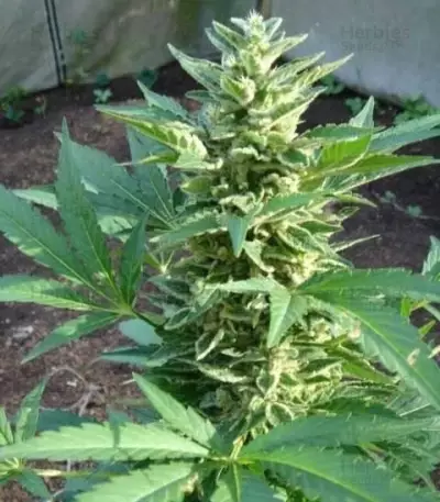 The Church Seeds
