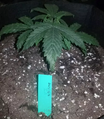 K.O Crop Auto Seeds