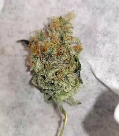 Runtz Gum strain