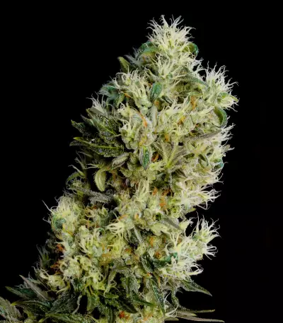 Amnesia Bilbo Auto Seeds