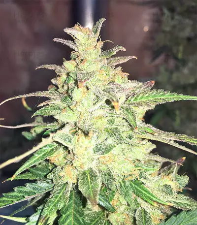 Auto Gorilla OG Seeds