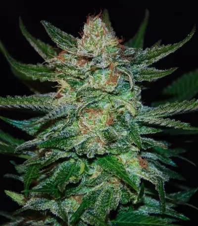 Jack Herer Auto (Auto JH) feminized seeds