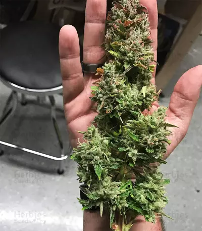 Semi femminizzati Jack-Matic Auto