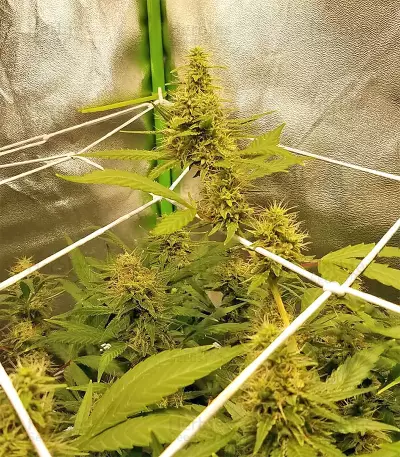 Bangi Haze x Ethiopian Seeds