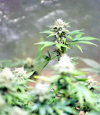 Black Destroyer feminized seeds