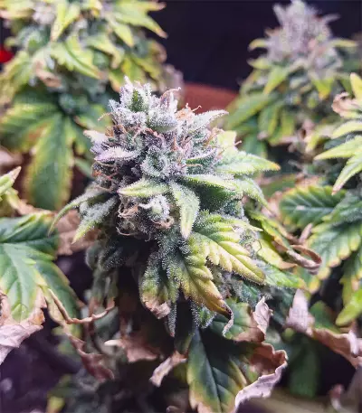 Blue Mystic strain