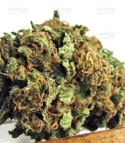Bruce Banner #3 Seeds (Big Head Seeds)