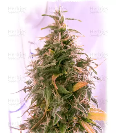 Buddha’s Sister Seeds
