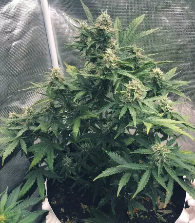 CBD Auto Compassion Lime Seeds