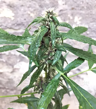 Auto CBG strain