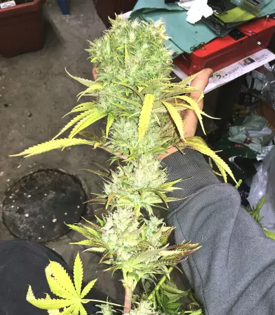 Californian Orange (Dutch Passion)