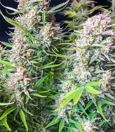 Californian Snow Auto