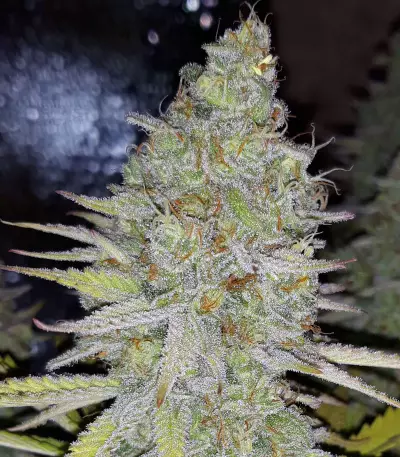 Chocolope Kush feminized seeds