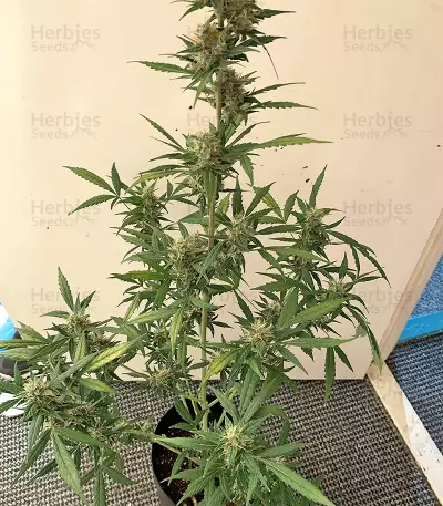 Cookies and Cream Strain