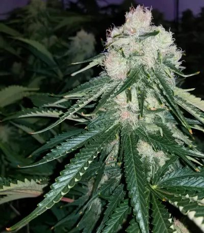 Critical Kush Seeds