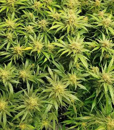 Girl Scout Cookies Seeds (Garden of Green)