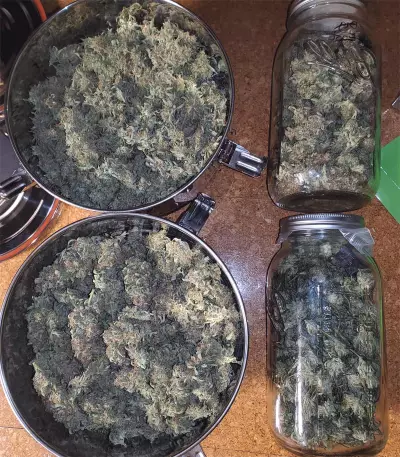 Girl Scout Cookies Seeds (Garden of Green)