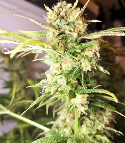 Gnasha (Big Head Seeds)