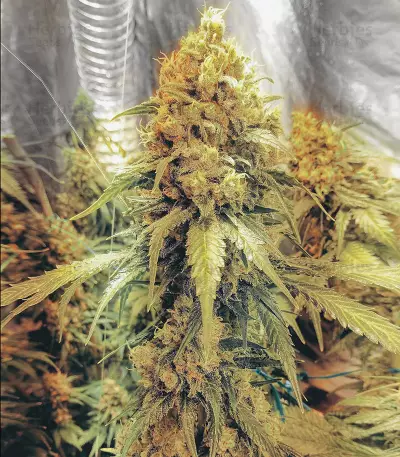Golden Lemons Seeds