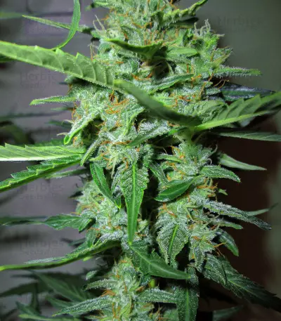 Graines de cannabis Goxuak Auto (Genehtik Seeds)