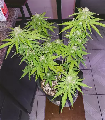 Hindu Kush feminized seeds