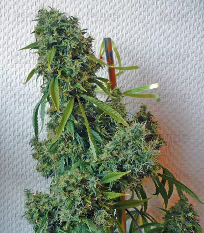 Kali AK Seeds