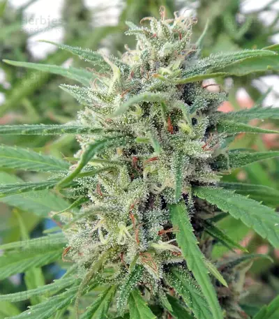 Malawi Breeders Pack feminized seeds