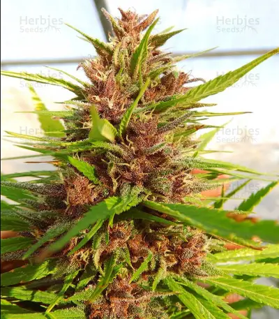 Malawi x PCK (Ace Seeds)